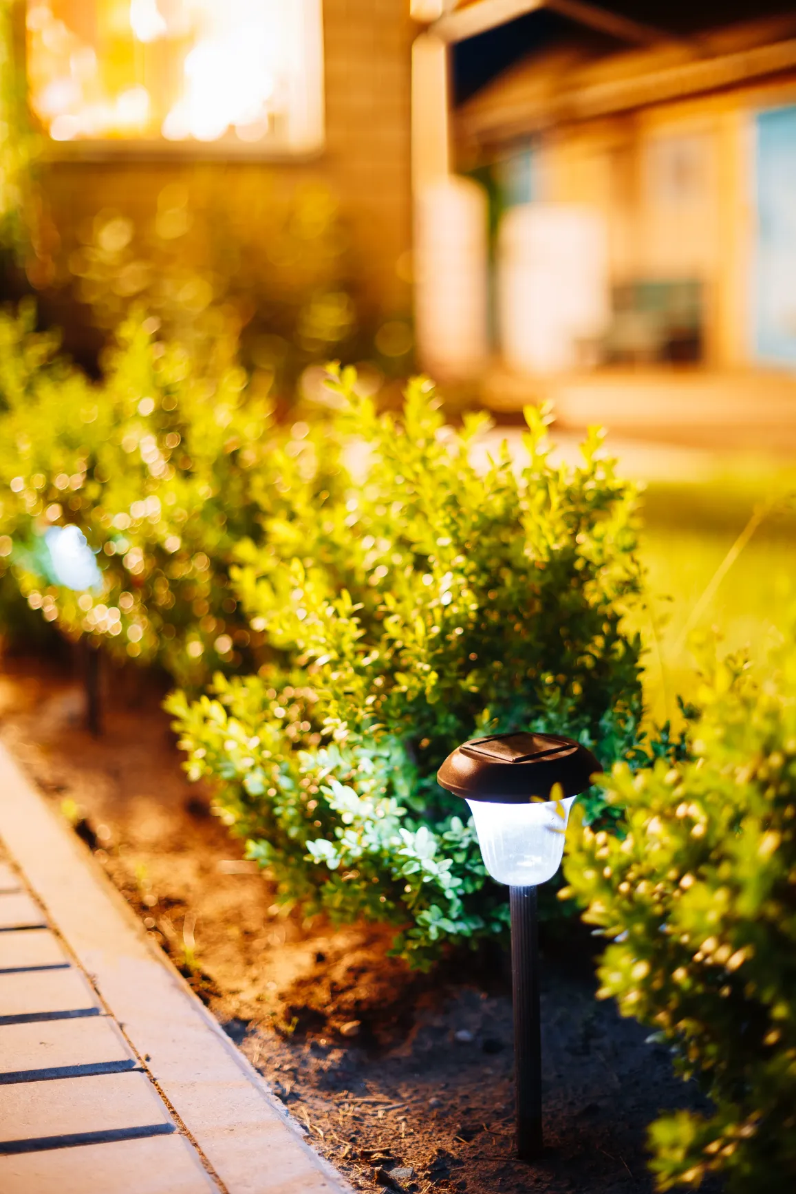A night view viola flowerbed lights.